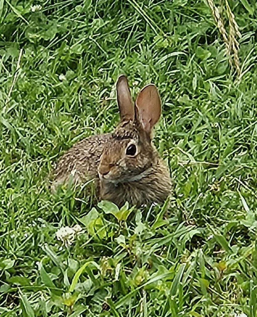 A rabbit sitting in the grass