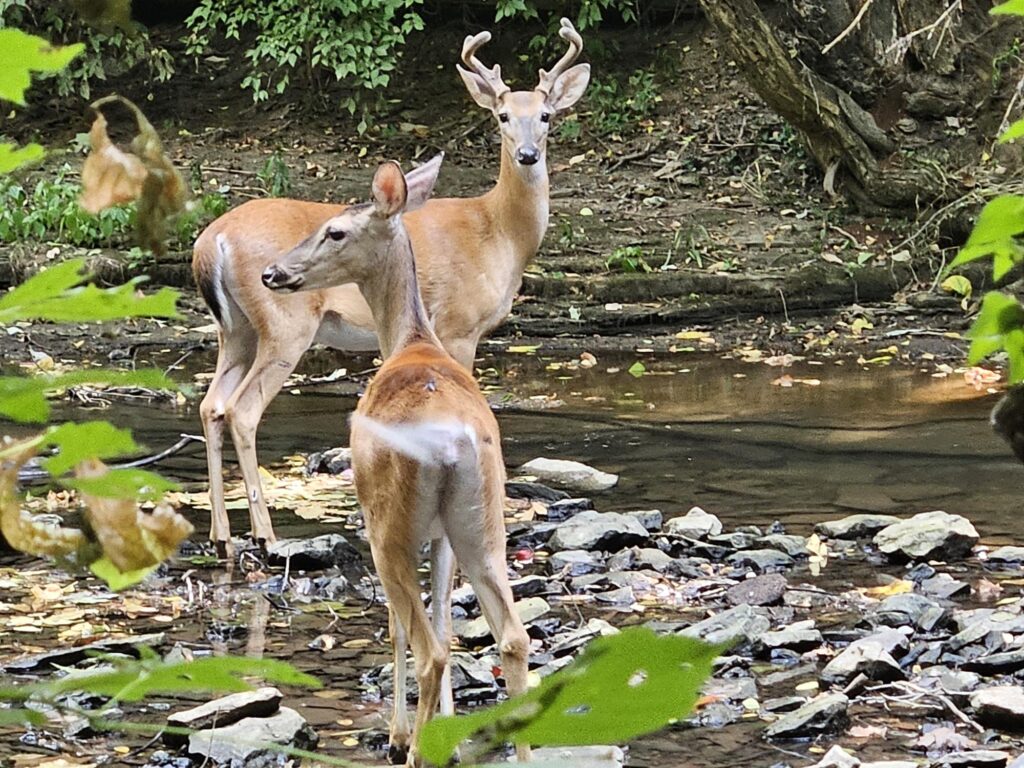 A buck and doe are standing beside a stream