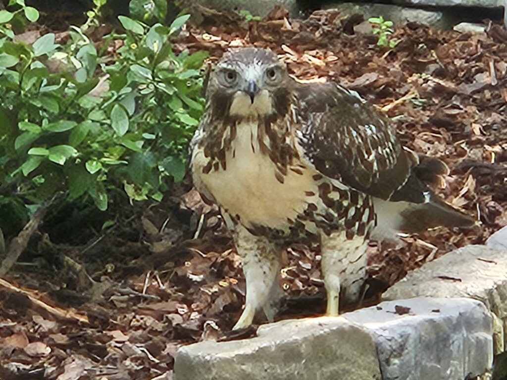 A hawk stands and stares directly at the camera