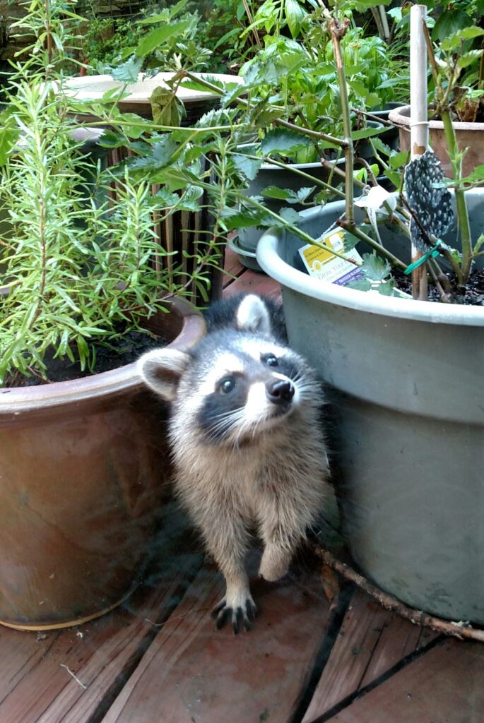 raccoon emerges between two planters