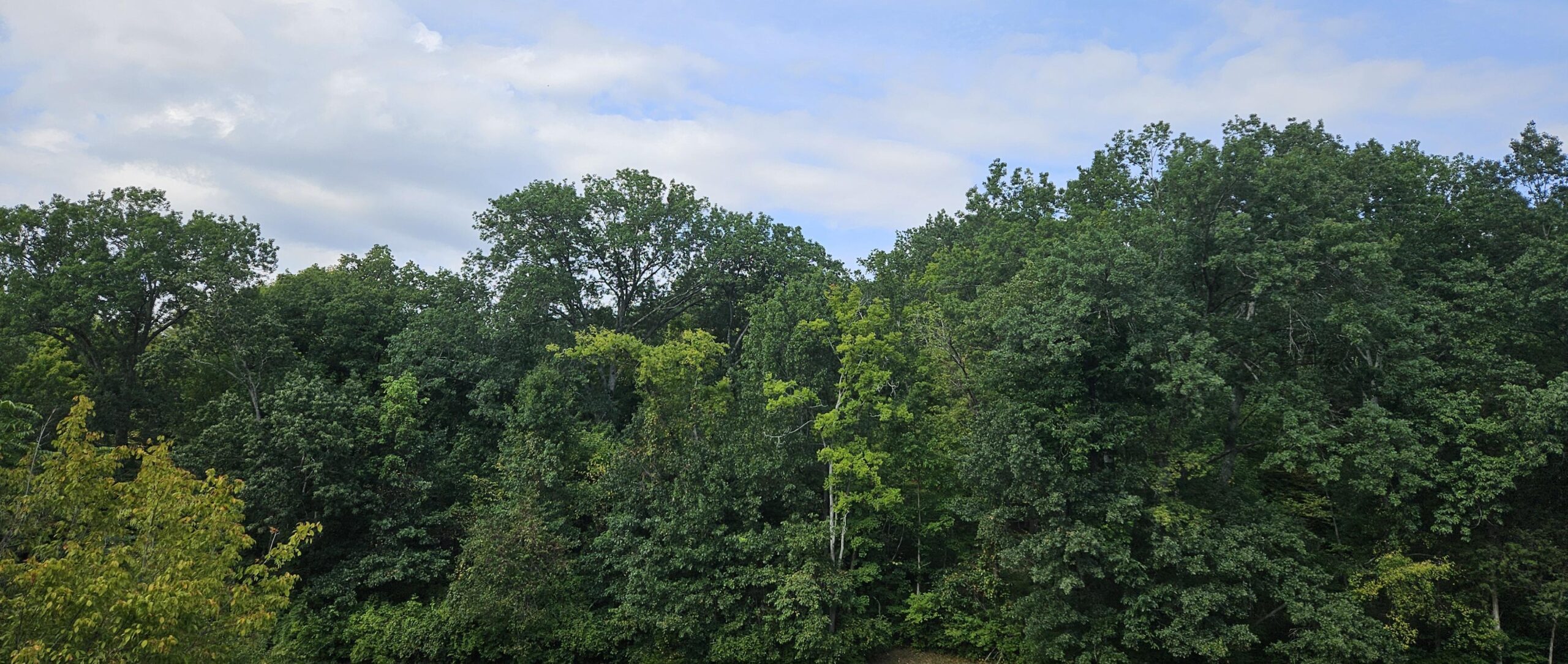 woodland canopy