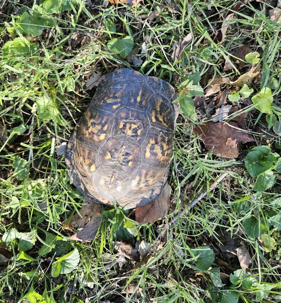 top down view of turtle on the grass